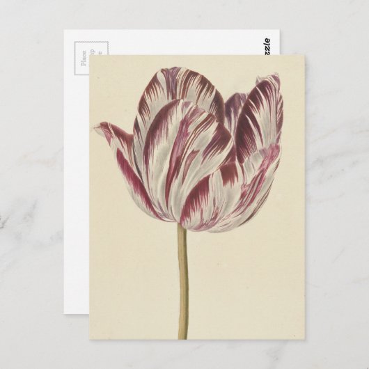 tekening van een witte en rode lip briefkaart (Voorkant / Achterkant)