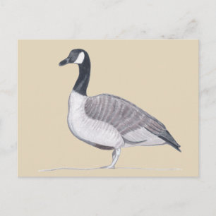 Tekening van Goose Standing on Sand Briefkaarten