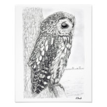 Tekening van kraamppotlood Tawny Owl