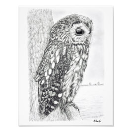 Tekening van kraamppotlood Tawny Owl Foto Afdruk