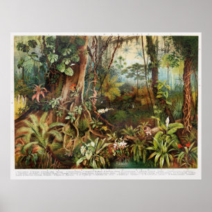  tekening van tropische planten uit de tropische b poster