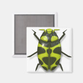 Tekke insecteninsecten magneet (Voorkant / Achterkant)