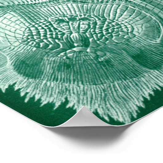 Teleostei Fish and Shells door Ernst Haeckel Poster (Hoek)