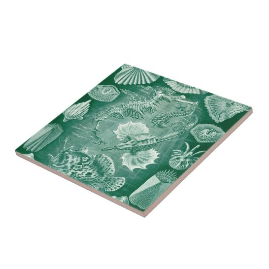  Teleostei schelpen en vissen van Ernst Haeckel Tegeltje (Zijkant)