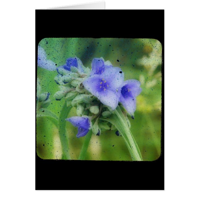 Télévision à écran plat floral violet (Devant)