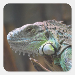 Teller met hoofd van de kleurrijke Iguana hagedis Vierkante Sticker