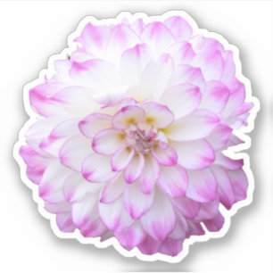 Teller met roze en witte dahlia sticker