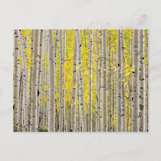 Telluride Aspens... Briefkaart (Voorkant)