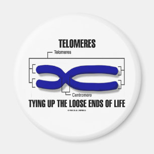 Telomeren die de losse uiteinden van het leven ops magneet