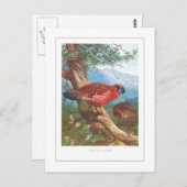 Temminck's Tragopan Briefkaart (Voorkant / Achterkant)