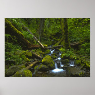 Temperate regenwoudstroom in Columbia Poster