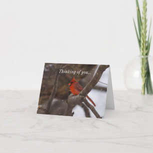 Tempête De Neige Cardinal Penser À Votre Carte