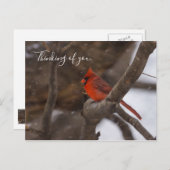 Tempête De Neige Cardinal Penser De Vous Carte Pos (Devant / Derrière)