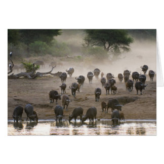 Tempête de poussière de Buffalo