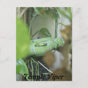 Temple Viper Briefkaart