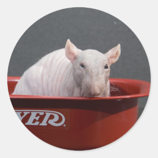 templeton ronde sticker