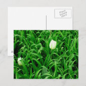 Temps de printemps pour carte postale (Devant / Derrière)