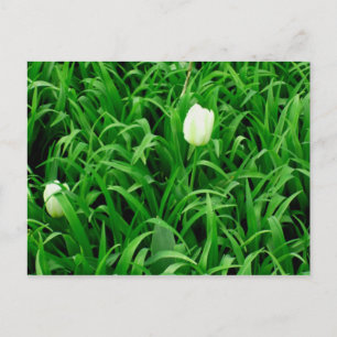 Temps de printemps pour carte postale