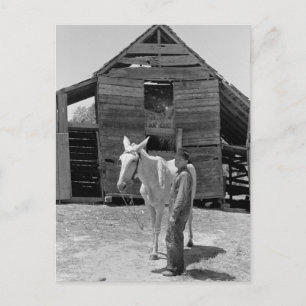 Tenant Farmer's Mule, jaren '30 Briefkaart