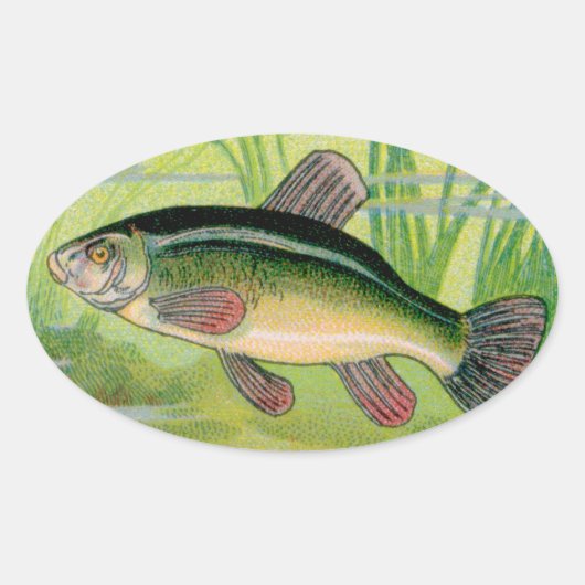 Tench Fish Print Ovale Sticker (Voorkant)
