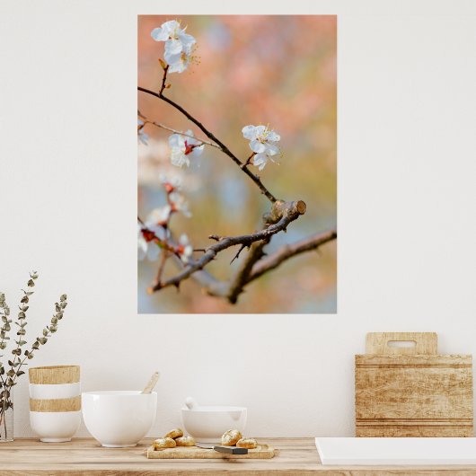 Tender Japanse Abrikozenbloesems Poster (Keuken)