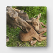 Tender Moeder Moose Fotoplaat (Voorkant)