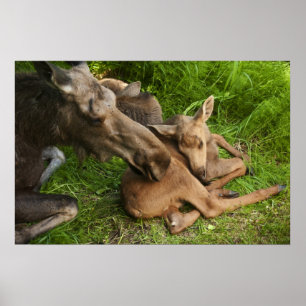 Tender Moeder Moose Poster