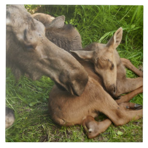 Tender Moeder Moose Tegeltje