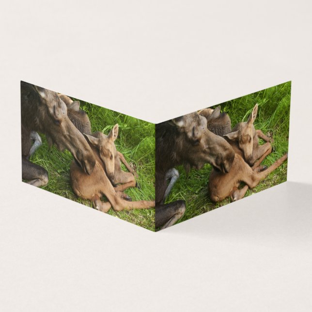 Tendre Mère Moose (Outside)