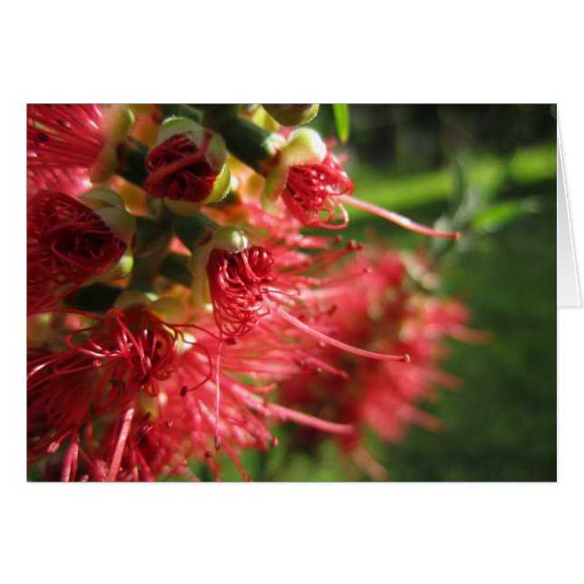 Tendrils de brosse (Devant horizontal)