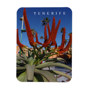 Tenerife Aloë Vera bloemetjes uitzicht koelkastmag Magneet