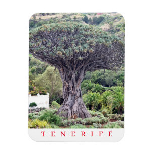Tenerife Dragon Tree uitzicht koelkastmagneet Magneet