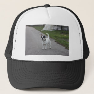 Tenerife Hond die er Schattig uitziet! Trucker Pet