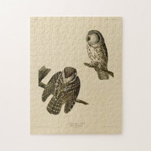 Tengmalm's (Boreal) Owl Audubon's vogels in Amerik Legpuzzel