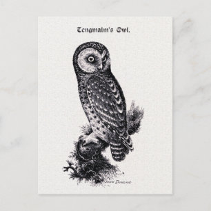Tengmalm's Owl Bird Illustration Briefkaart