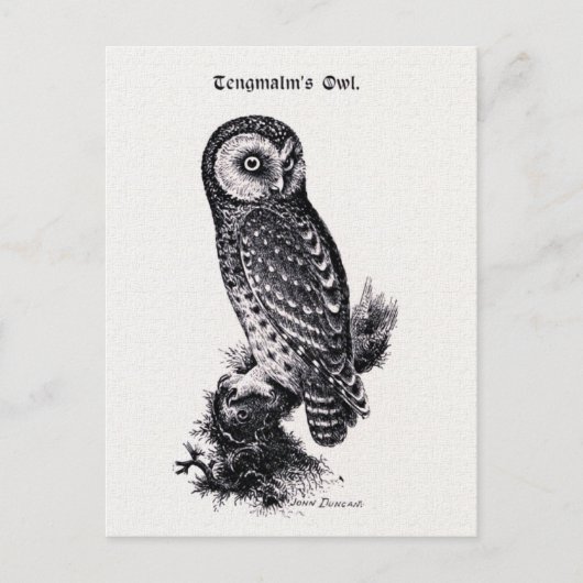 Tengmalm's Owl  Bird Illustration Briefkaart (Voorkant)