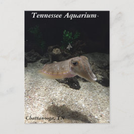 Tennessee Aquarium Cuttlefish Briefkaart