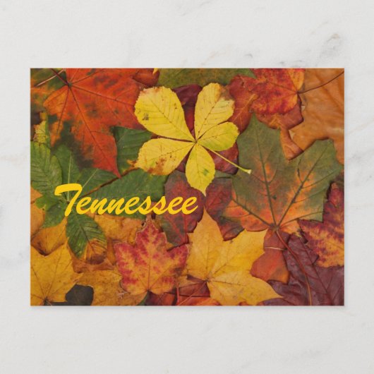 Tennessee Autumn Leaves Carte postale (Devant)