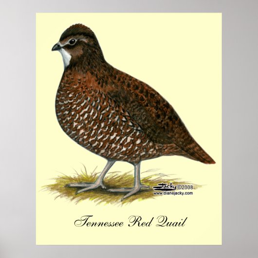 Tennessee Red Quail Poster (Voorkant)