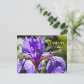 Tennessee State Flower: Iris Briefkaart (Staand voorkant)