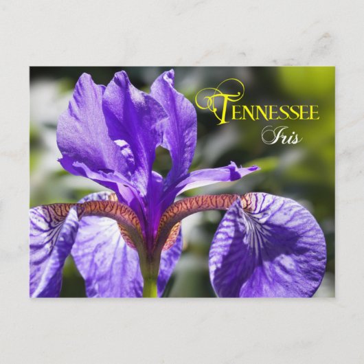 Tennessee State Flower: Iris Briefkaart (Voorkant)