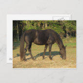 Tennessee Walking Horse Briefkaart (Voorkant / Achterkant)
