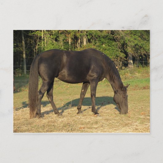 Tennessee Walking Horse Briefkaart (Voorkant)