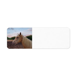 Tennessee Walking Horse Etiket