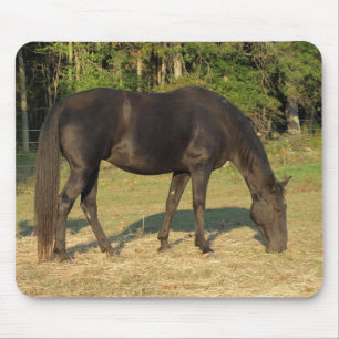 Tennessee Walse Horse Mare muispad Muismat