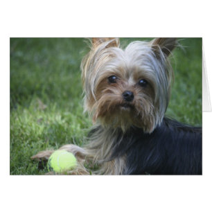 Tennis de Yorkie