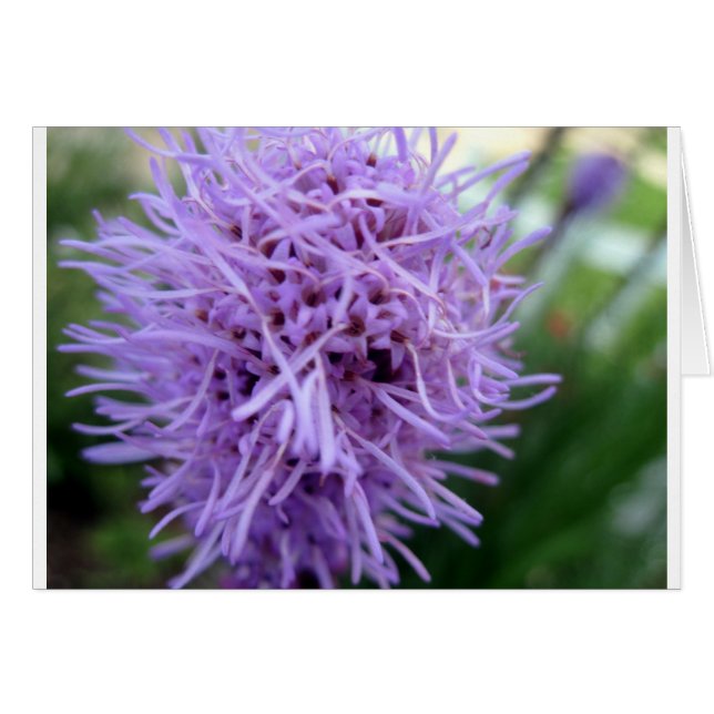 Tentacle Spider Violet Flower (Voorkant Horizontaal)