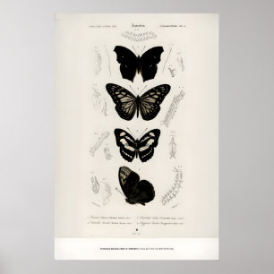 Tentoonstelling Kunstprint Charles dOrbigny Vlinde Poster