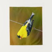Tenture American Goldfinch - Photo originale (Devant)