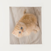 Tenture Animaux de bébés cutest | British Longhair Kitten (Devant)